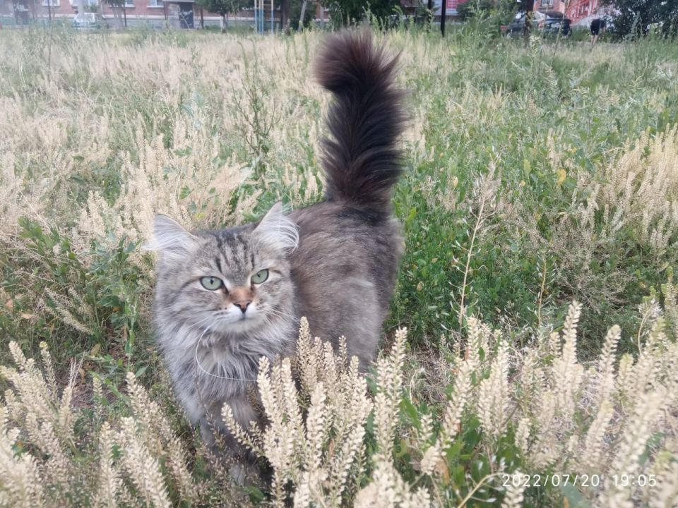 С Днем «меховых цветов»!. Сегодня, 8 августа, отмечается Всемирный день кошек – инициировал дату Международный фонд по защите животных Animal Welfare С Днем «меховых цветов»!. Сегодня, 8 августа, отмечается Всемирный день кошек – инициировал дату Международный фонд по защите животных Animal Welfare