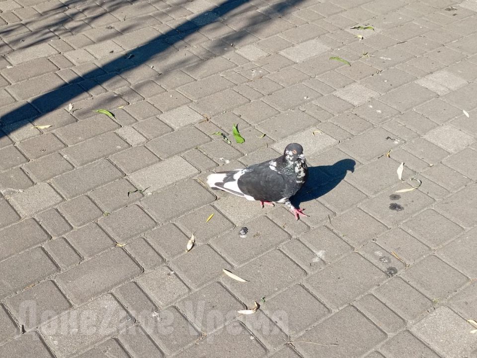 От оазиса остались только воспоминания: сквер у "Конти" в Донецке засох и выцвел От оазиса остались только воспоминания: сквер у "Конти" в Донецке засох и выцвел
