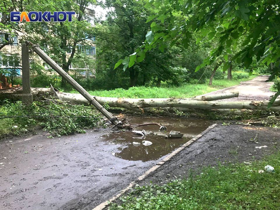 Жители улицы Бирюзова пожаловались на множество аварийных деревьев и разбросанный мусор Жители улицы Бирюзова пожаловались на множество аварийных деревьев и разбросанный мусор