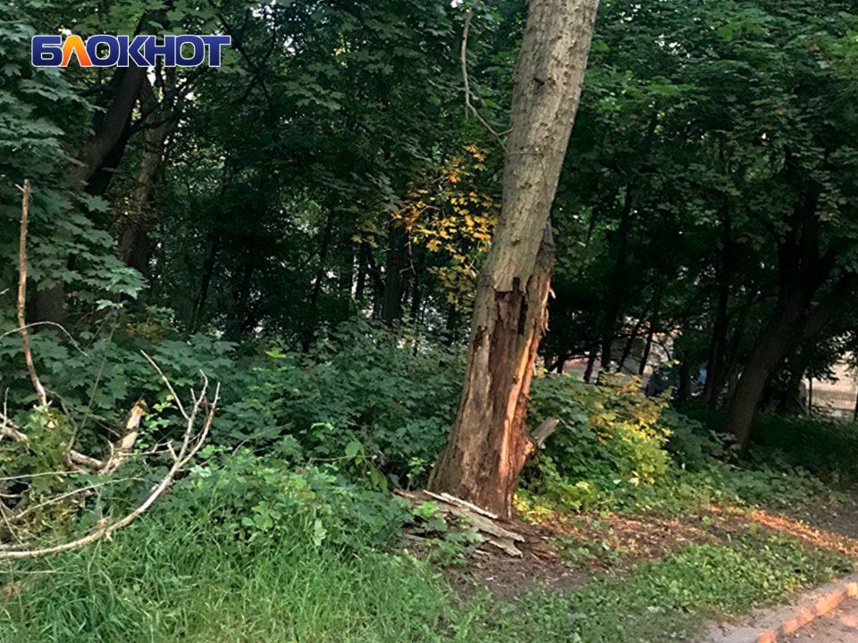 Жители улицы Бирюзова пожаловались на множество аварийных деревьев и разбросанный мусор Жители улицы Бирюзова пожаловались на множество аварийных деревьев и разбросанный мусор