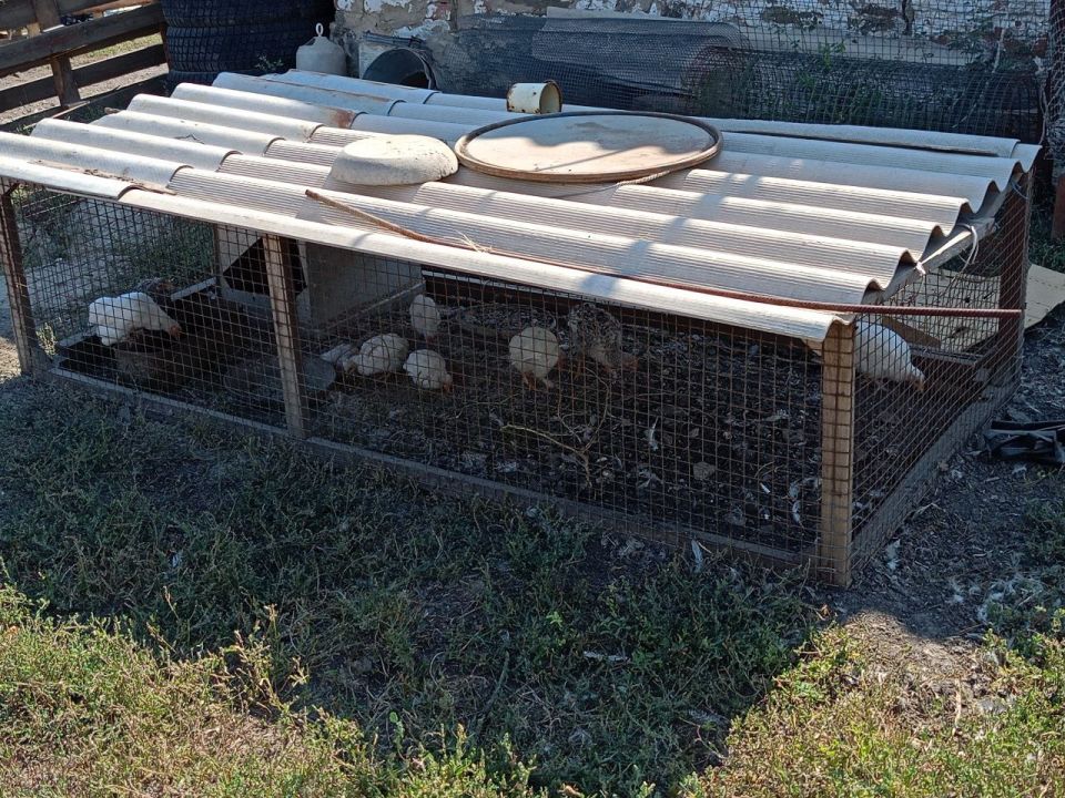 В селе Новобешево Старобешевского муниципального округа разгорелся конфликт между соседями, привлекший внимание контролирующих органов В селе Новобешево Старобешевского муниципального округа разгорелся конфликт между соседями, привлекший внимание контролирующих органов