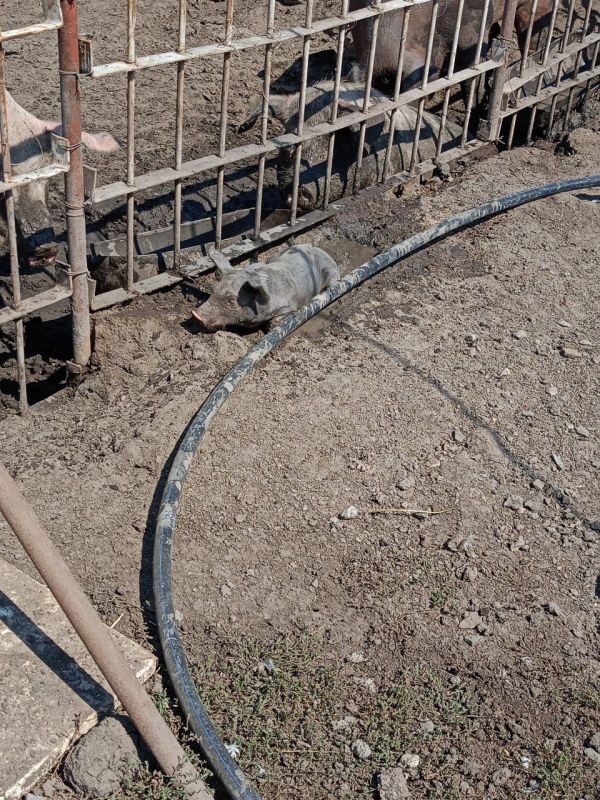 В селе Новобешево Старобешевского муниципального округа разгорелся конфликт между соседями, привлекший внимание контролирующих органов В селе Новобешево Старобешевского муниципального округа разгорелся конфликт между соседями, привлекший внимание контролирующих органов