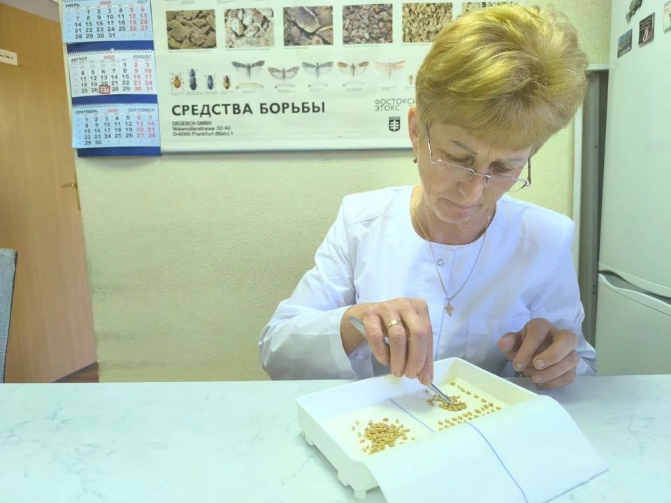 Россельхозцентр мониторит качество урожая зерновых в ДНР Россельхозцентр мониторит качество урожая зерновых в ДНР