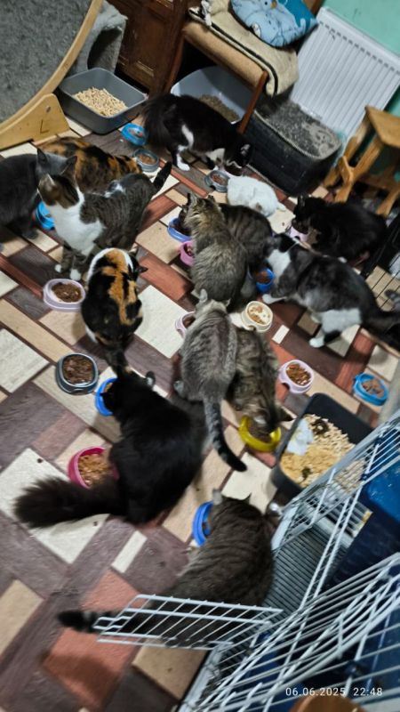 Друзья, наш частный приют "Мурысин дом" г.Луганска, который недавно переименован ( нас многие путали с таким же названием приюта из Донецка), где более 200 хвостиков, находясь в зоне проведения СВО и не имея никакой... Друзья, наш частный приют "Мурысин дом" г.Луганска, который недавно переименован ( нас многие путали с таким же названием приюта из Донецка), где более 200 хвостиков, находясь в зоне проведения СВО и не имея никакой...