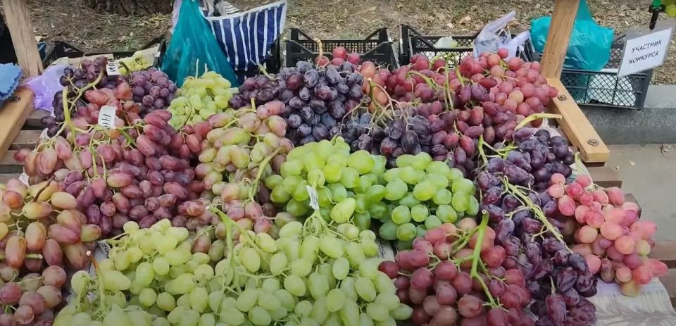 Сладкие плоды лета. В ДНР отмечают день винограда Сладкие плоды лета. В ДНР отмечают день винограда