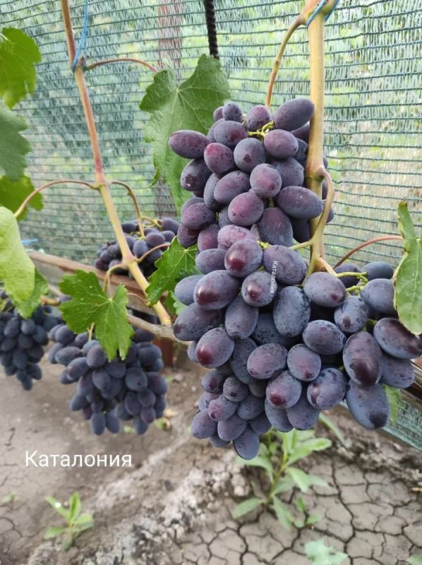 Сладкие плоды лета. В ДНР отмечают день винограда Сладкие плоды лета. В ДНР отмечают день винограда