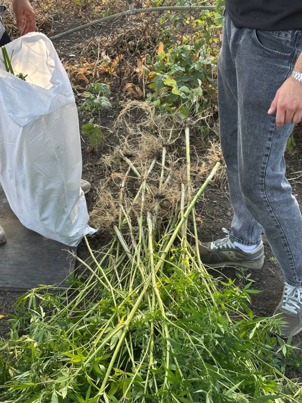 Полицейские задержали дончанина за незаконное хранения наркотиков и оружия Полицейские задержали дончанина за незаконное хранения наркотиков и оружия