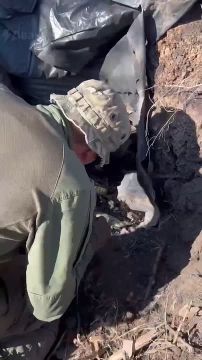 Российские саперы спасли голубоглазого котенка