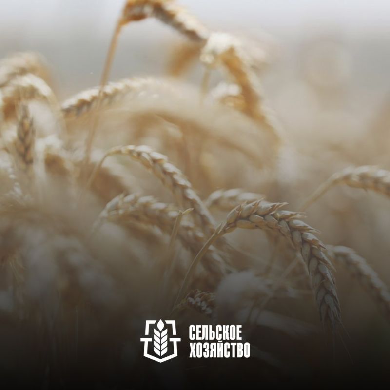 Информируем вас о начале отбора по предоставлению субсидий сельскохозяйственным товаропроизводителям на возмещение части понесенных затрат на проведение агротехнологических работ в области производства зерновых и (или)...