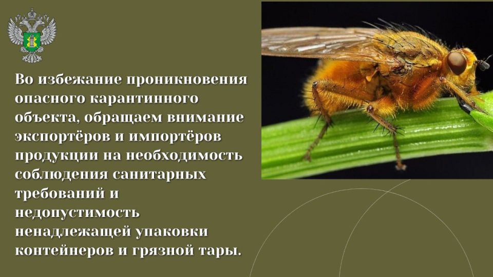 #карантинный_объект. С января по 11 сентября текущего года по инициативе контролируемых лиц сотрудники Управления Россельхознадзора по ДНР и ЛНР осуществили 35 консультационных выездов на предприятия Луганской Народной... #карантинный_объект. С января по 11 сентября текущего года по инициативе контролируемых лиц сотрудники Управления Россельхознадзора по ДНР и ЛНР осуществили 35 консультационных выездов на предприятия Луганской Народной...