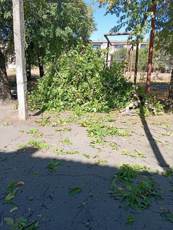 В Старобешевском округе продолжаются работы по устранению аварийных деревьев В Старобешевском округе продолжаются работы по устранению аварийных деревьев