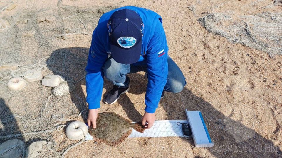 Камбалы и креветки в Азовском море стало больше в десятки раз Камбалы и креветки в Азовском море стало больше в десятки раз