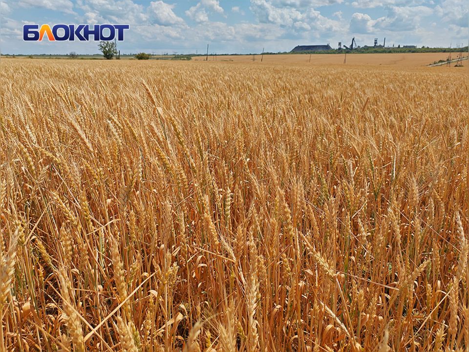 Агрономы рассказали, что уберегло урожай в ДНР этим летом Агрономы рассказали, что уберегло урожай в ДНР этим летом