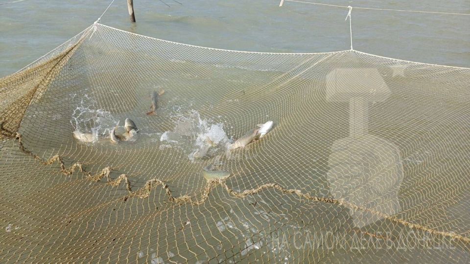Камбалы и креветки в Азовском море стало больше в десятки раз Камбалы и креветки в Азовском море стало больше в десятки раз