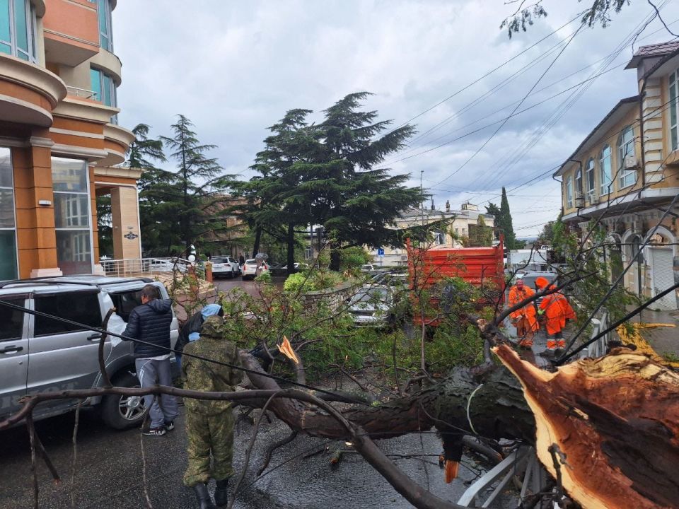 В Ялте из-за шторма упали деревья В Ялте из-за шторма упали деревья