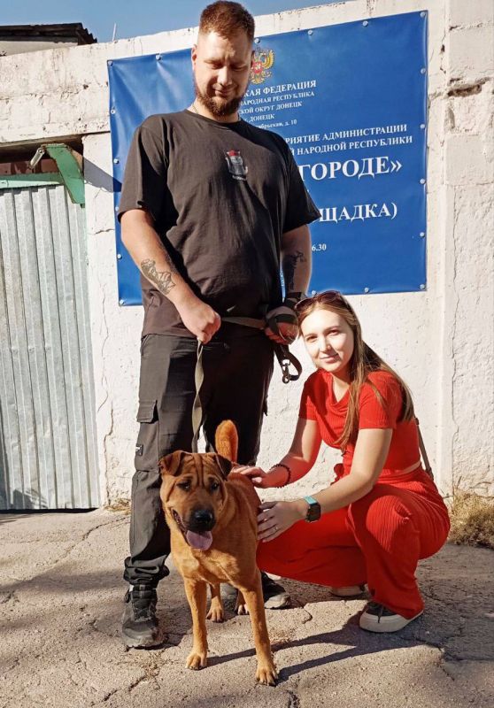 «Большая радость - видеть, как они выздоравливают и обретают дом»: В Донецке продолжают помогать бездомным животным «Большая радость - видеть, как они выздоравливают и обретают дом»: В Донецке продолжают помогать бездомным животным