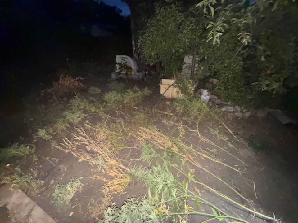 Полицейские задержали дончанина за хранение и культивирование наркосодержащих растений Полицейские задержали дончанина за хранение и культивирование наркосодержащих растений