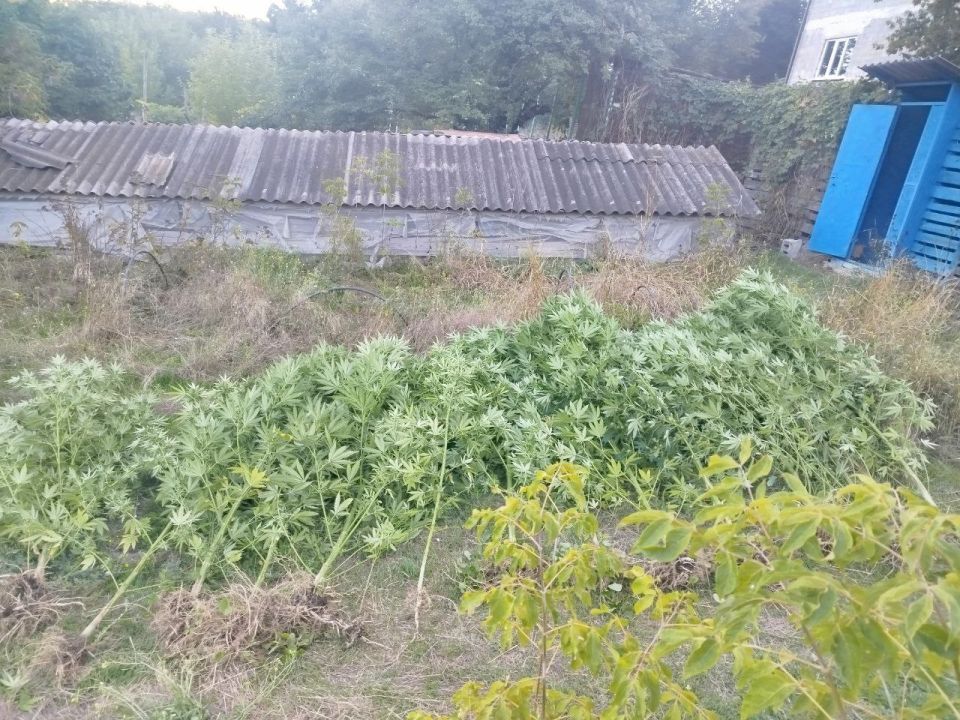 Полицейские задержали двух жителей Мариуполя, выращивавших каннабис на дачном участке Полицейские задержали двух жителей Мариуполя, выращивавших каннабис на дачном участке
