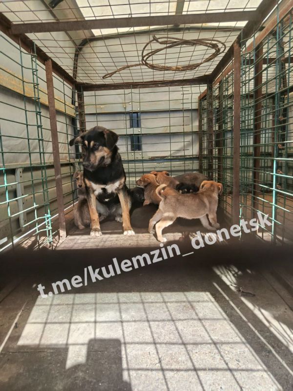 Ежедневно специалисты предприятия «Животные в городе» неустанно заботятся о бездомных животных Ежедневно специалисты предприятия «Животные в городе» неустанно заботятся о бездомных животных
