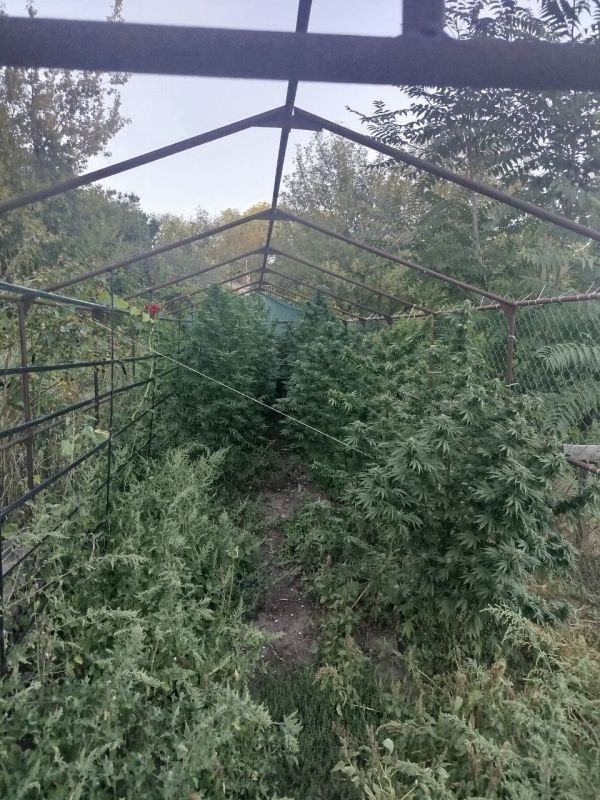 Полицейские задержали двух жителей Мариуполя, выращивавших каннабис на дачном участке Полицейские задержали двух жителей Мариуполя, выращивавших каннабис на дачном участке