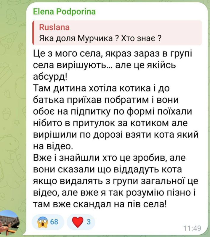Кто стырил кота?. В украинском сегменте гремит скандальная история с «мобилизацией» кота в Киевской области Кто стырил кота?. В украинском сегменте гремит скандальная история с «мобилизацией» кота в Киевской области