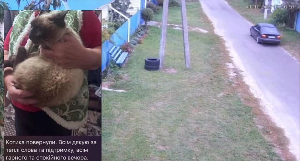 Кто стырил кота?. В украинском сегменте гремит скандальная история с «мобилизацией» кота в Киевской области