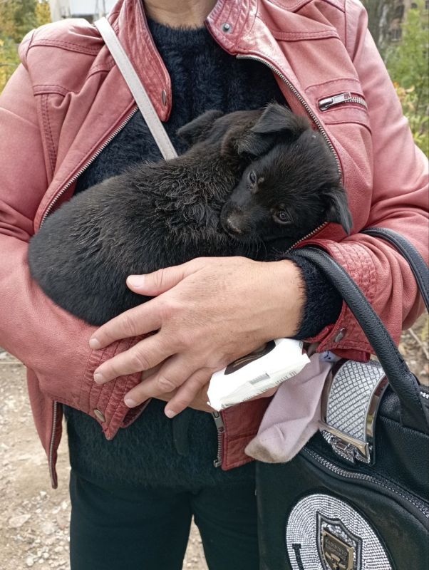 Хвостики спасены: щенков извлекли из котлована в центре Донецка Хвостики спасены: щенков извлекли из котлована в центре Донецка