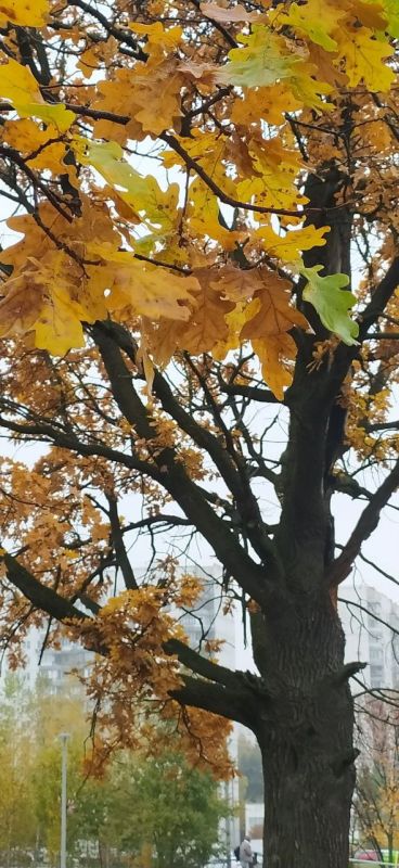 ������ ���� ������� ���������� ������� ��������