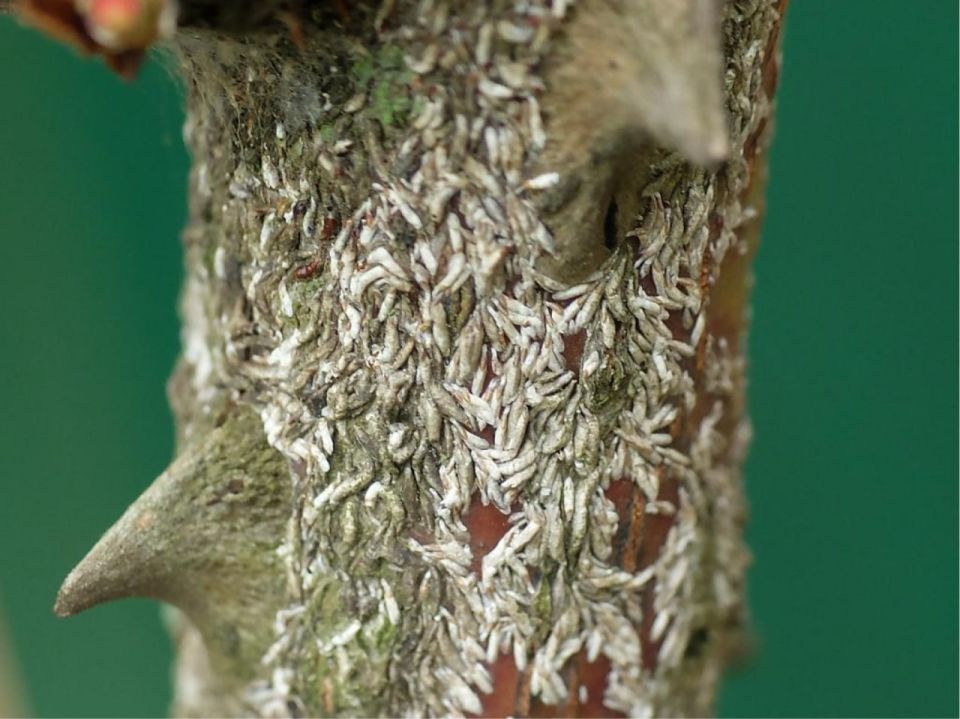 Японская палочковидная щитовка включена в перечень карантинных объектов РФ