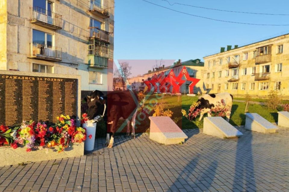 На Сахалине проводят проверку из-за коров, которые забрели на Аллею Памяти На Сахалине проводят проверку из-за коров, которые забрели на Аллею Памяти