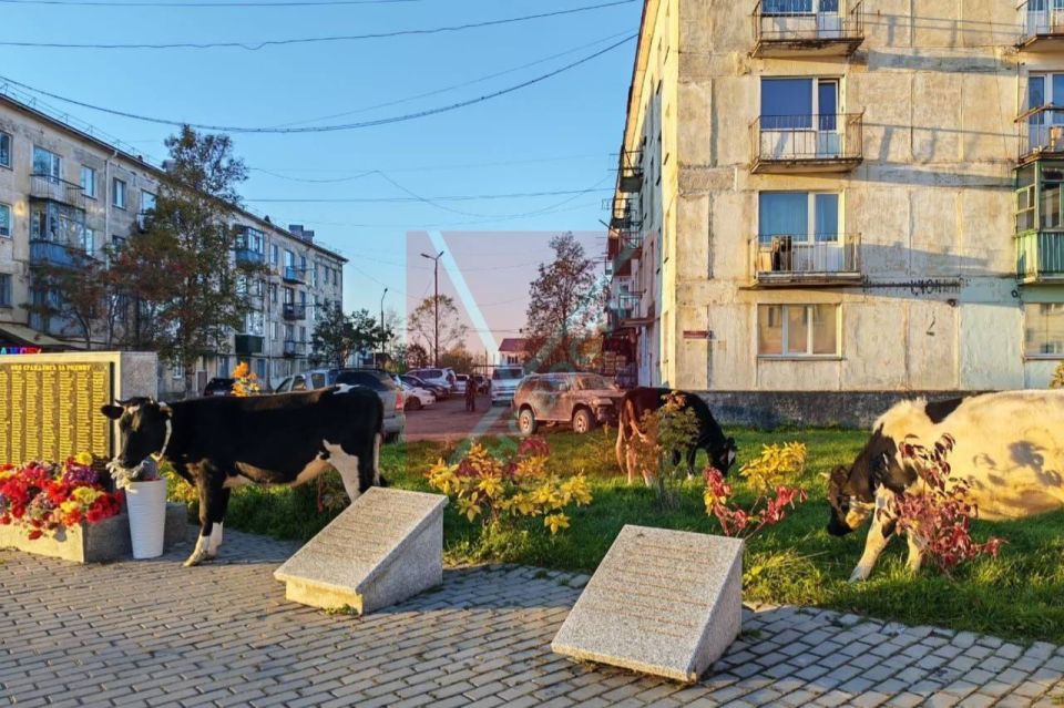 На Сахалине проводят проверку из-за коров, которые забрели на Аллею Памяти На Сахалине проводят проверку из-за коров, которые забрели на Аллею Памяти