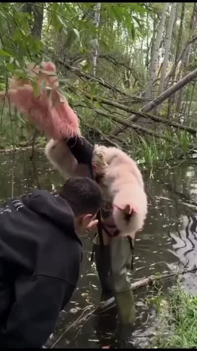 &quot; ,  &quot;:        