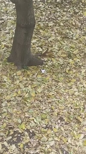     ,    