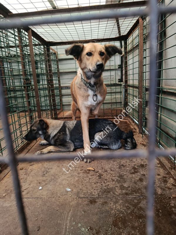 Двух бездомных собак за неделю пристроили в семьи в Донецке Двух бездомных собак за неделю пристроили в семьи в Донецке