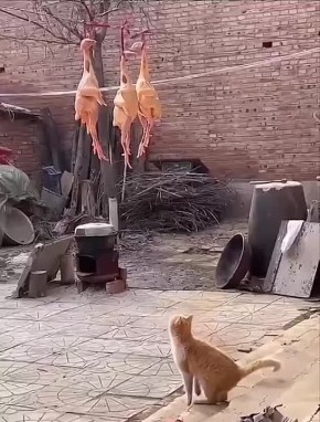 ,    :