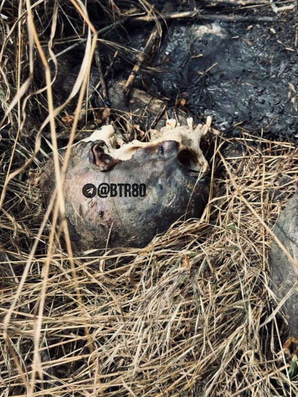 Покровск завален трупами украинских боевиков