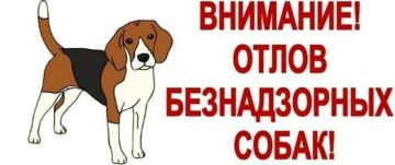 Наталья Бегуненко: 21 октября силами МУП АГОД ДНР «Животные в городе» осуществлен выезд в Петровский район по улицам Архитекторов, Петровского, Салтыкова-Щедрина, Степана Щипачева, Стаханова, Карамзина, Рубена Ибаррури...