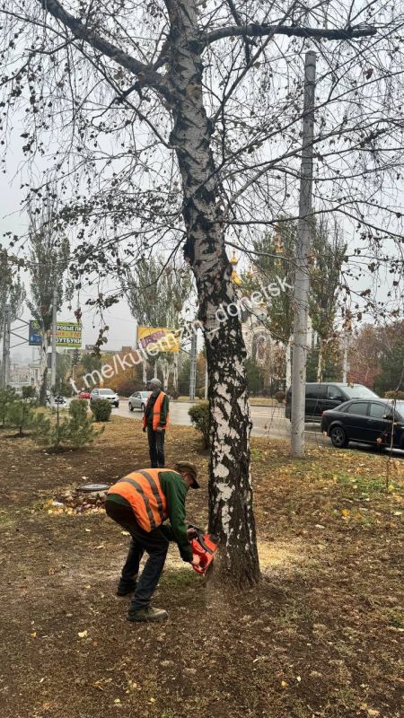 Алексей Кулемзин: В телеграм-помощник Главы Республики Дениса Пушилина поступали многочисленные жалобы на аварийные деревья Алексей Кулемзин: В телеграм-помощник Главы Республики Дениса Пушилина поступали многочисленные жалобы на аварийные деревья