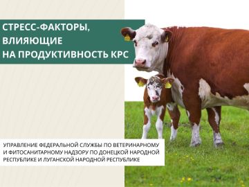 Стресс-факторы, влияющие на продуктивность КРС