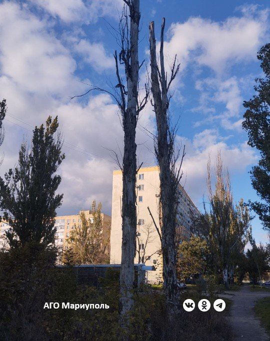 В Мариуполе продолжается обследование аварийных и сухостойных зеленых насаждений В Мариуполе продолжается обследование аварийных и сухостойных зеленых насаждений