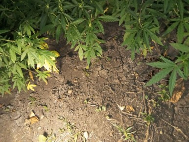 Сотрудники полиции задержали мужчину за хранение и культивирование наркосодержащих растений