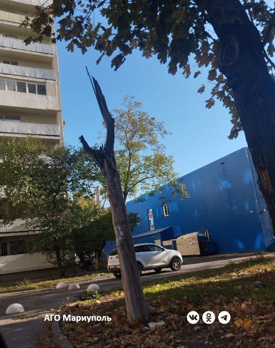 В Мариуполе продолжается обследование аварийных и сухостойных зеленых насаждений В Мариуполе продолжается обследование аварийных и сухостойных зеленых насаждений