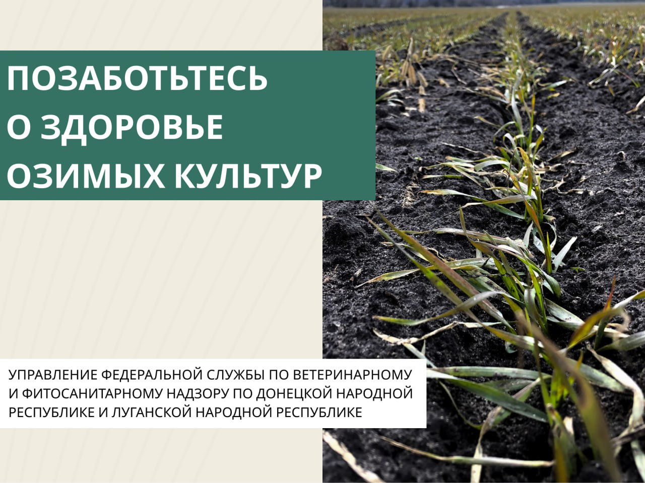 Позаботьтесь о здоровье озимых культур