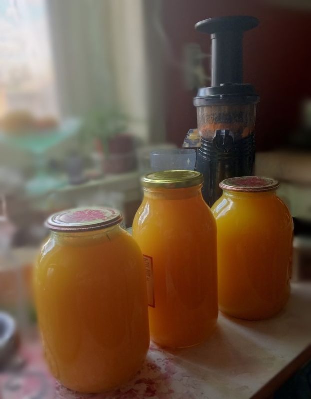 На достигнутом не остановится: горловчанка хочет вырастить гигантские кабачок и лук На достигнутом не остановится: горловчанка хочет вырастить гигантские кабачок и лук