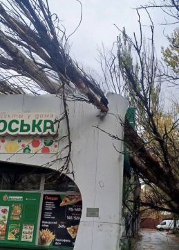 Дерево пробило крышу «Авоськи» в Донецке