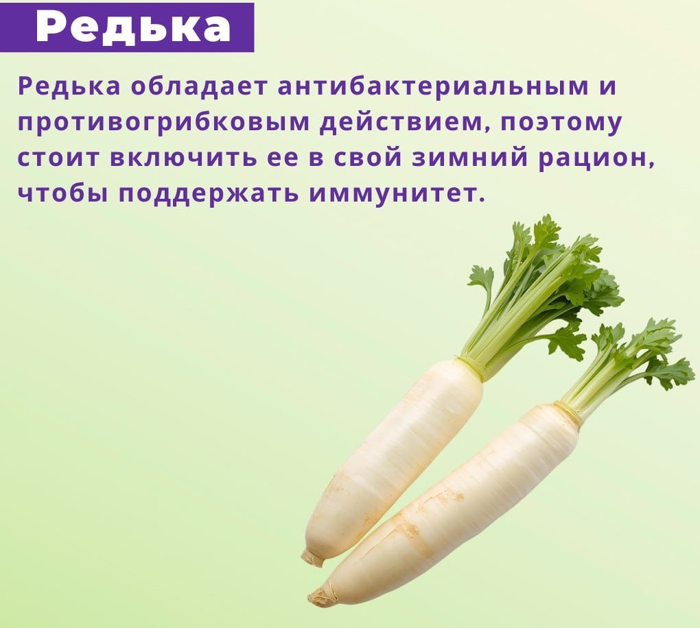 Овощи для осени. Сбалансированный рацион невозможно представить без овощей Овощи для осени. Сбалансированный рацион невозможно представить без овощей