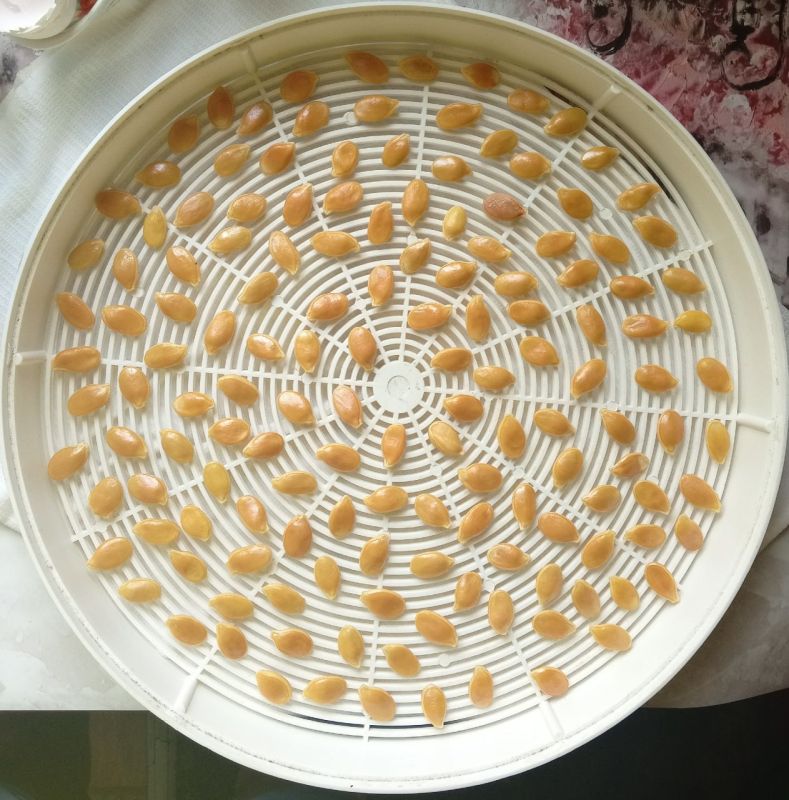 На достигнутом не остановится: горловчанка хочет вырастить гигантские кабачок и лук На достигнутом не остановится: горловчанка хочет вырастить гигантские кабачок и лук