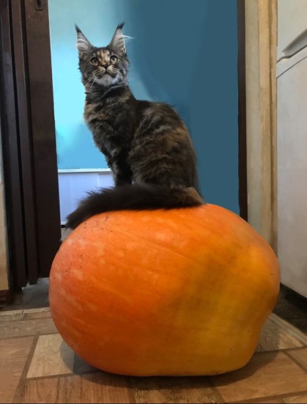 На достигнутом не остановится: горловчанка хочет вырастить гигантские кабачок и лук