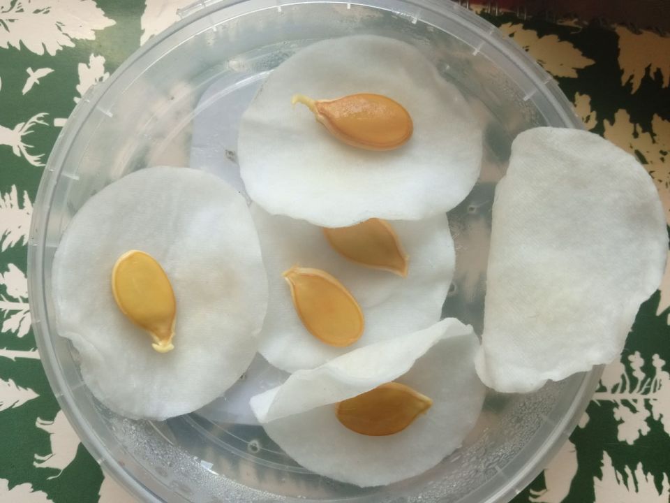 На достигнутом не остановится: горловчанка хочет вырастить гигантские кабачок и лук На достигнутом не остановится: горловчанка хочет вырастить гигантские кабачок и лук