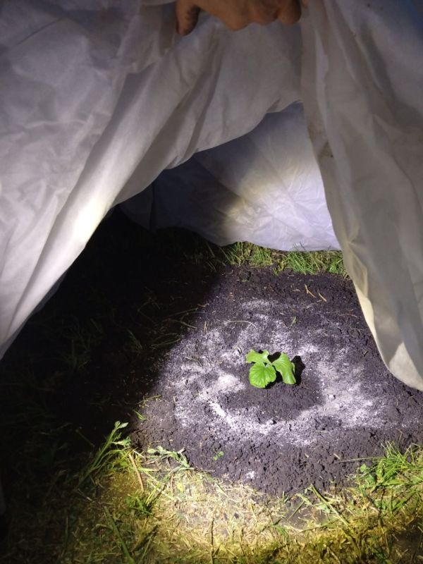 На достигнутом не остановится: горловчанка хочет вырастить гигантские кабачок и лук На достигнутом не остановится: горловчанка хочет вырастить гигантские кабачок и лук